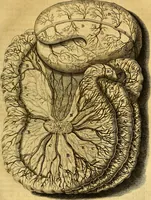 An illustration from Joannis Veslingii, equitus, professoris quondam Patavini, & c., Syntagma anatomicum, commentario atque appendice ex veterum, recentiorum, propriisque, observationibus (1666)