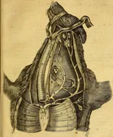 An illustration from Joannis Veslingii, equitus, professoris quondam Patavini, & c., Syntagma anatomicum, commentario atque appendice ex veterum, recentiorum, propriisque, observationibus (1666)