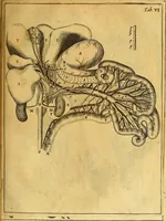 An illustration from Joannis Veslingii, equitus, professoris quondam Patavini, & c., Syntagma anatomicum, commentario atque appendice ex veterum, recentiorum, propriisque, observationibus (1666)