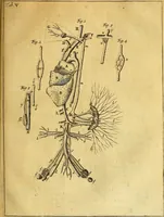 An illustration from Joannis Veslingii, equitus, professoris quondam Patavini, & c., Syntagma anatomicum, commentario atque appendice ex veterum, recentiorum, propriisque, observationibus (1666)