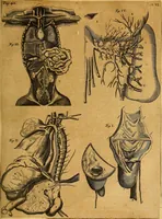 An illustration from Joannis Veslingii, equitus, professoris quondam Patavini, & c., Syntagma anatomicum, commentario atque appendice ex veterum, recentiorum, propriisque, observationibus (1666)