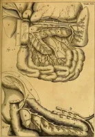 An illustration from Joannis Veslingii, equitus, professoris quondam Patavini, & c., Syntagma anatomicum, commentario atque appendice ex veterum, recentiorum, propriisque, observationibus (1666)