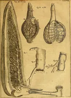 An illustration from Joannis Veslingii, equitus, professoris quondam Patavini, & c., Syntagma anatomicum, commentario atque appendice ex veterum, recentiorum, propriisque, observationibus (1666)