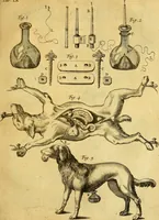 An illustration from Joannis Veslingii, equitus, professoris quondam Patavini, & c., Syntagma anatomicum, commentario atque appendice ex veterum, recentiorum, propriisque, observationibus (1666)