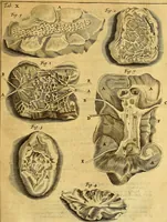 An illustration from Joannis Veslingii, equitus, professoris quondam Patavini, & c., Syntagma anatomicum, commentario atque appendice ex veterum, recentiorum, propriisque, observationibus (1666)