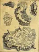 An illustration from Joannis Veslingii, equitus, professoris quondam Patavini, & c., Syntagma anatomicum, commentario atque appendice ex veterum, recentiorum, propriisque, observationibus (1666)