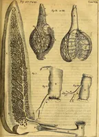 An illustration from Joannis Veslingii, equitus, professoris quondam Patavini, & c., Syntagma anatomicum, commentario atque appendice ex veterum, recentiorum, propriisque, observationibus (1666)