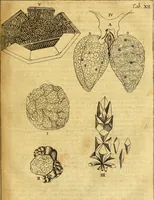 An illustration from Joannis Veslingii, equitus, professoris quondam Patavini, & c., Syntagma anatomicum, commentario atque appendice ex veterum, recentiorum, propriisque, observationibus (1666)