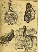 An illustration from Joannis Veslingii, equitus, professoris quondam Patavini, & c., Syntagma anatomicum, commentario atque appendice ex veterum, recentiorum, propriisque, observationibus (1666)