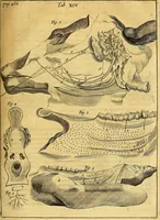 An illustration from Joannis Veslingii, equitus, professoris quondam Patavini, & c., Syntagma anatomicum, commentario atque appendice ex veterum, recentiorum, propriisque, observationibus (1666)