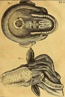An illustration from Joannis Veslingii, equitus, professoris quondam Patavini, & c., Syntagma anatomicum, commentario atque appendice ex veterum, recentiorum, propriisque, observationibus (1666)