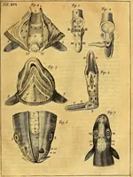 An illustration from Joannis Veslingii, equitus, professoris quondam Patavini, & c., Syntagma anatomicum, commentario atque appendice ex veterum, recentiorum, propriisque, observationibus (1666)