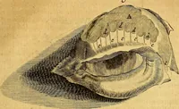 An illustration from Joannis Veslingii, equitus, professoris quondam Patavini, & c., Syntagma anatomicum, commentario atque appendice ex veterum, recentiorum, propriisque, observationibus (1666)