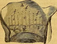 Picture 67 of 80 from Joannis Veslingii, equitus, professoris quondam Patavini, & c., Syntagma anatomicum, commentario atque appendice ex veterum, recentiorum, propriisque, observationibus (1666), leaf 516