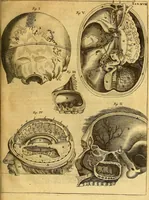 An illustration from Joannis Veslingii, equitus, professoris quondam Patavini, & c., Syntagma anatomicum, commentario atque appendice ex veterum, recentiorum, propriisque, observationibus (1666)