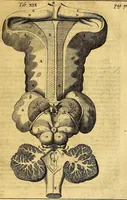 An illustration from Joannis Veslingii, equitus, professoris quondam Patavini, & c., Syntagma anatomicum, commentario atque appendice ex veterum, recentiorum, propriisque, observationibus (1666)