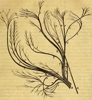 An illustration from Joannis Veslingii, equitus, professoris quondam Patavini, & c., Syntagma anatomicum, commentario atque appendice ex veterum, recentiorum, propriisque, observationibus (1666)