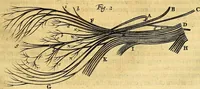An illustration from Joannis Veslingii, equitus, professoris quondam Patavini, & c., Syntagma anatomicum, commentario atque appendice ex veterum, recentiorum, propriisque, observationibus (1666)