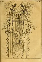An illustration from Joannis Veslingii, equitus, professoris quondam Patavini, & c., Syntagma anatomicum, commentario atque appendice ex veterum, recentiorum, propriisque, observationibus (1666)