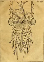 An illustration from Joannis Veslingii, equitus, professoris quondam Patavini, & c., Syntagma anatomicum, commentario atque appendice ex veterum, recentiorum, propriisque, observationibus (1666)