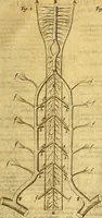 An illustration from Joannis Veslingii, equitus, professoris quondam Patavini, & c., Syntagma anatomicum, commentario atque appendice ex veterum, recentiorum, propriisque, observationibus (1666)
