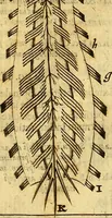An illustration from Joannis Veslingii, equitus, professoris quondam Patavini, & c., Syntagma anatomicum, commentario atque appendice ex veterum, recentiorum, propriisque, observationibus (1666)