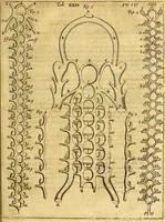 An illustration from Joannis Veslingii, equitus, professoris quondam Patavini, & c., Syntagma anatomicum, commentario atque appendice ex veterum, recentiorum, propriisque, observationibus (1666)