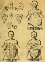 An illustration from Joannis Veslingii, equitus, professoris quondam Patavini, & c., Syntagma anatomicum, commentario atque appendice ex veterum, recentiorum, propriisque, observationibus (1666)