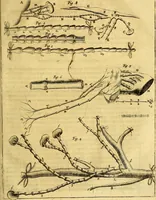 An illustration from Joannis Veslingii, equitus, professoris quondam Patavini, & c., Syntagma anatomicum, commentario atque appendice ex veterum, recentiorum, propriisque, observationibus (1666)