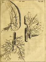 An illustration from Joannis Veslingii, equitus, professoris quondam Patavini, & c., Syntagma anatomicum, commentario atque appendice ex veterum, recentiorum, propriisque, observationibus (1666)