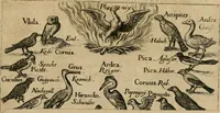 An illustration from Jocvs severvs, hoc est, Tribvnal aeqvvm, qvo noctva regina avivm, phoenice arbitro, post varias disceptationes et qverelas volucrum eam infestantium pronunciatur, & ob sapientiam singularem, Palladi sacrata agnoscitur (1617)