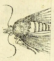 Picture 3 of 16 from Johannes Godartius Of insects (1682), leaf 101