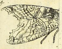Picture 4 of 16 from Johannes Godartius Of insects (1682), leaf 101