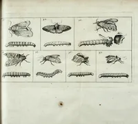 Picture 5 of 16 from Johannes Godartius Of insects (1682), leaf 103