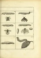 An illustration from Johannes Godartius Of insects (1682)