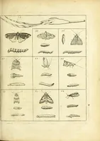 An illustration from Johannes Godartius Of insects (1682)