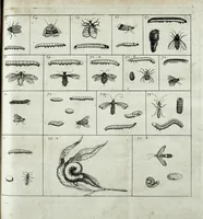 An illustration from Johannes Godartius Of insects (1682)