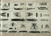 Picture 10 of 16 from Johannes Godartius Of insects (1682), leaf 151