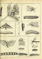 An illustration from Johannes Godartius Of insects (1682)