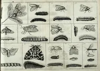 An illustration from Johannes Godartius Of insects (1682)