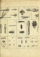 An illustration from Johannes Godartius Of insects (1682)