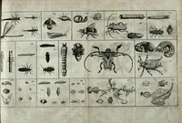 An illustration from Johannes Godartius Of insects (1682)