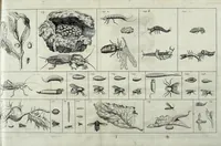 An illustration from Johannes Godartius Of insects (1682)
