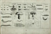 An illustration from Johannes Godartius Of insects (1682)