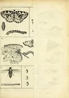 An illustration from Johannes Godartius Of insects (1682)