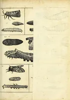 An illustration from Johannes Godartius Of insects (1682)
