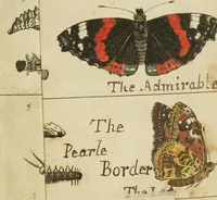 Picture 2 of 5 from Johannes Goedartius De insectis, in methodum redactus : cum notularum additione operâ M. Lister ... : item appendicis ad Historiam animalium Angliæ, ejusdem M. Lister (1685), leaf 371