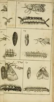 An illustration from Johannes Goedartius De insectis, in methodum redactus : cum notularum additione operâ M. Lister ... : item appendicis ad Historiam animalium Angliæ, ejusdem M. Lister (1685)