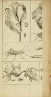 An illustration from Johannes Goedartius De insectis, in methodum redactus : cum notularum additione operâ M. Lister ... : item appendicis ad Historiam animalium Angliæ, ejusdem M. Lister (1685)