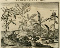 Picture 17 of 91 from Johan Nieuhofs Gedenkweerdige Brasiliaense zee- en lant- reize. : Behelzende al het geen op dezelve is voorgevallen. Beneffens een bondige beschrijving van gantsche Neerlants Brasil, zoo van lantschappen, steden, dieren, gewassen, als draghten, zeden en godsdienst der inwoonders: en ��inzonderheit ein wijtloopig verhael der merkwaardigste voorvallen en geschiedenissen, die zich, geduurende zijn negenjarigh verblijf in Brasil, in d'oorlogen en opstant der Portugesen tegen d'onzen, zich sedert het jaer 1640. tot 1649. hebben toegedragen. Door gaens verçiert met verscheide afbeeldingen, na't leven aldaer getekent (1682), leaf 225